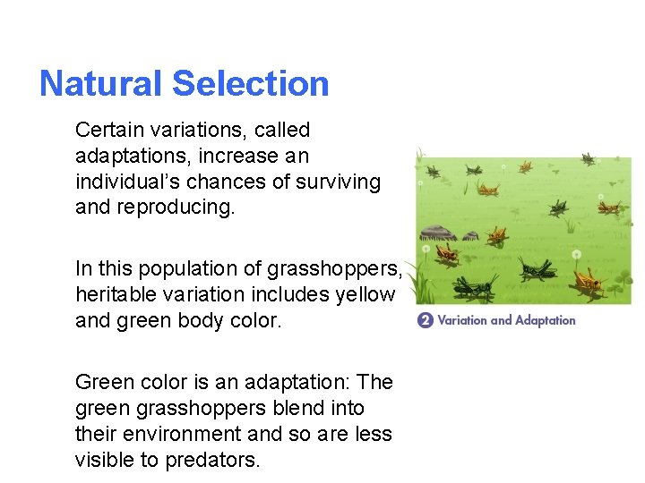 Natural Selection Certain variations, called adaptations, increase an individual’s chances of surviving and reproducing.