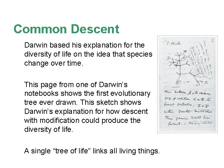 Common Descent Darwin based his explanation for the diversity of life on the idea