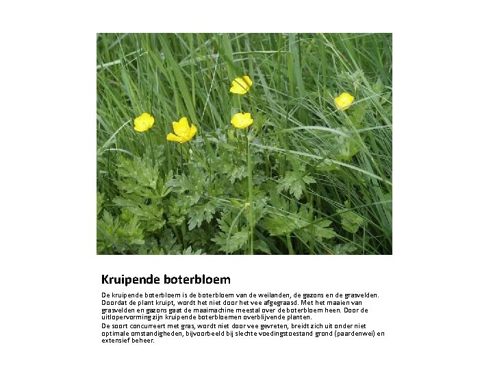 Kruipende boterbloem De kruipende boterbloem is de boterbloem van de weilanden, de gazons en