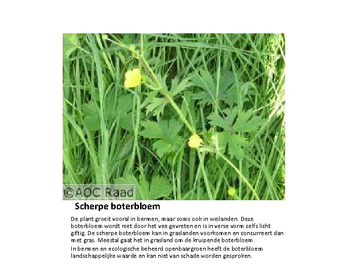 Scherpe boterbloem De plant groeit vooral in bermen, maar soms ook in weilanden. Deze