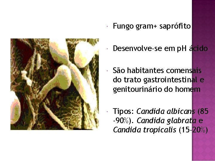  Fungo gram+ saprófito Desenvolve-se em p. H ácido São habitantes comensais do trato