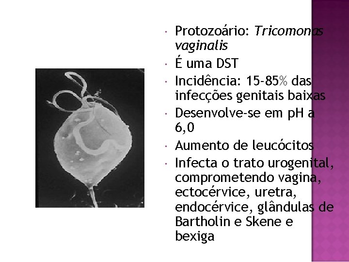  Protozoário: Tricomonas vaginalis É uma DST Incidência: 15 -85% das infecções genitais baixas