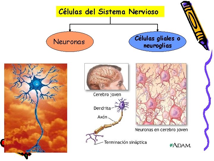 Células del Sistema Nervioso Neuronas Células gliales o neuroglias 