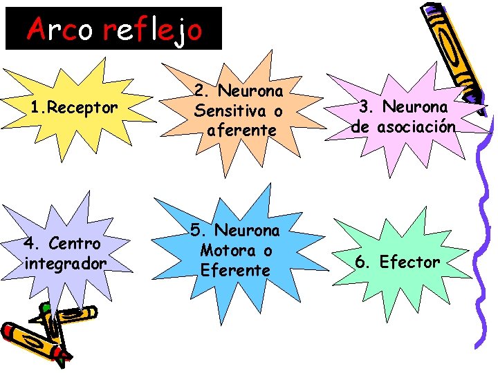 Arco reflejo 1. Receptor 4. Centro integrador 2. Neurona Sensitiva o aferente 5. Neurona Arco reflejo 1. Receptor 4. Centro integrador 2. Neurona Sensitiva o aferente 5. Neurona