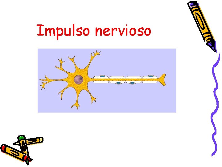 Impulso nervioso 