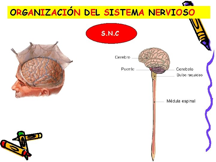 ORGANIZACIÓN DEL SISTEMA NERVIOSO S. N. C ORGANIZACIÓN DEL SISTEMA NERVIOSO S. N. C