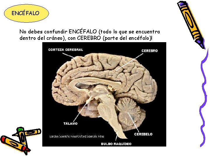 ENCÉFALO No debes confundir ENCÉFALO (todo lo que se encuentra dentro del cráneo), con ENCÉFALO No debes confundir ENCÉFALO (todo lo que se encuentra dentro del cráneo), con