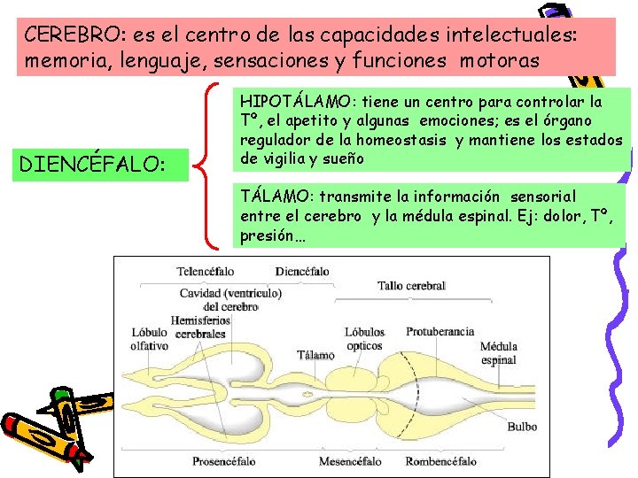 CEREBRO: es el centro de las capacidades intelectuales: memoria, lenguaje, sensaciones y funciones motoras CEREBRO: es el centro de las capacidades intelectuales: memoria, lenguaje, sensaciones y funciones motoras