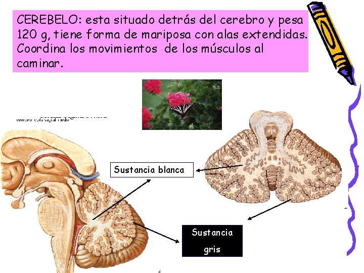 CEREBELO: esta situado detrás del cerebro y pesa 120 g, tiene forma de mariposa