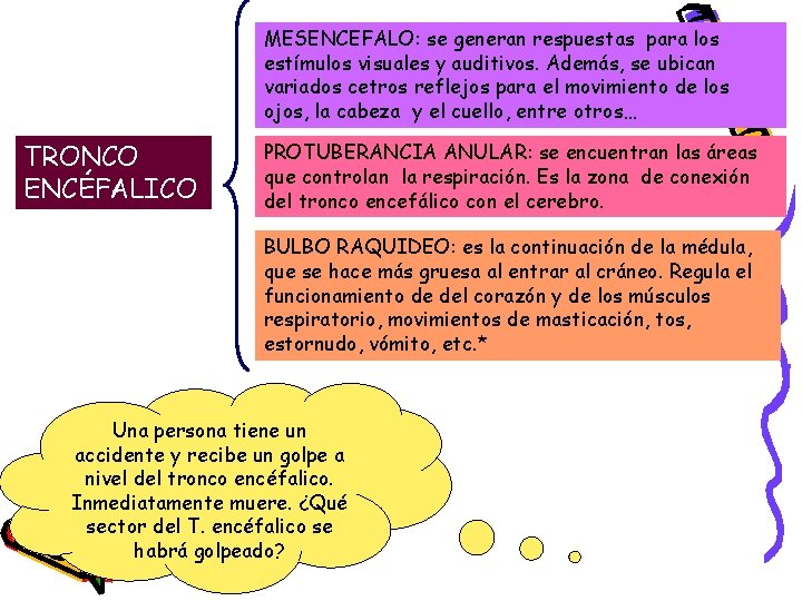 MESENCEFALO: se generan respuestas para los estímulos visuales y auditivos. Además, se ubican variados