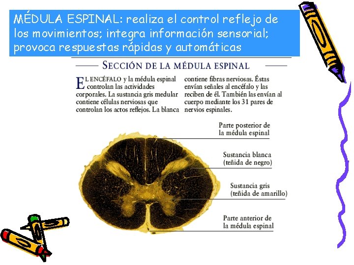 MÉDULA ESPINAL: realiza el control reflejo de los movimientos; integra información sensorial; provoca respuestas