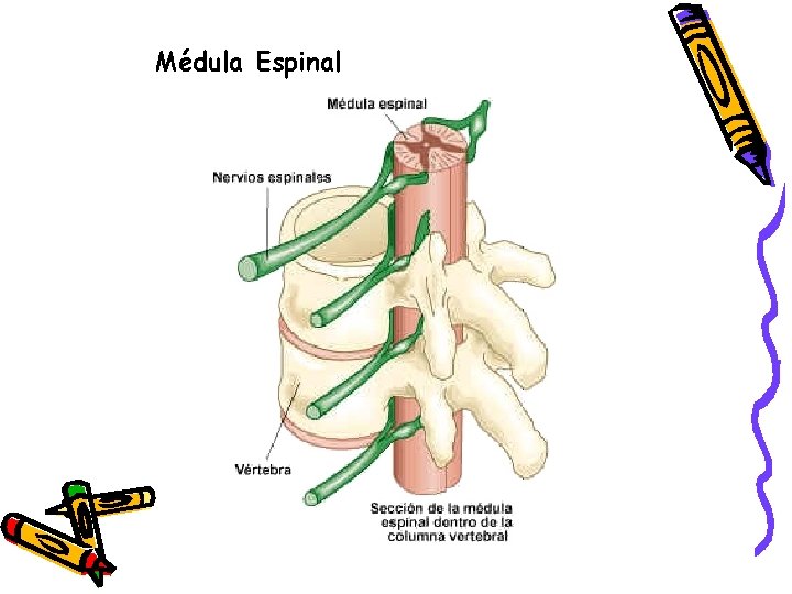 Médula Espinal Médula Espinal