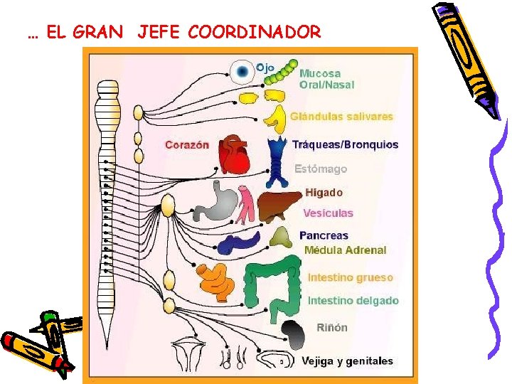 … EL GRAN JEFE COORDINADOR 