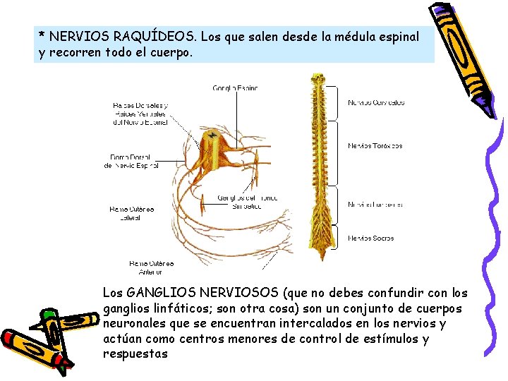 * NERVIOS RAQUÍDEOS. Los que salen desde la médula espinal y recorren todo el * NERVIOS RAQUÍDEOS. Los que salen desde la médula espinal y recorren todo el