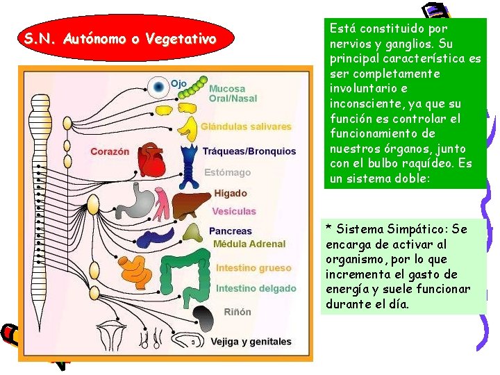 S. N. Autónomo o Vegetativo Está constituido por nervios y ganglios. Su principal característica