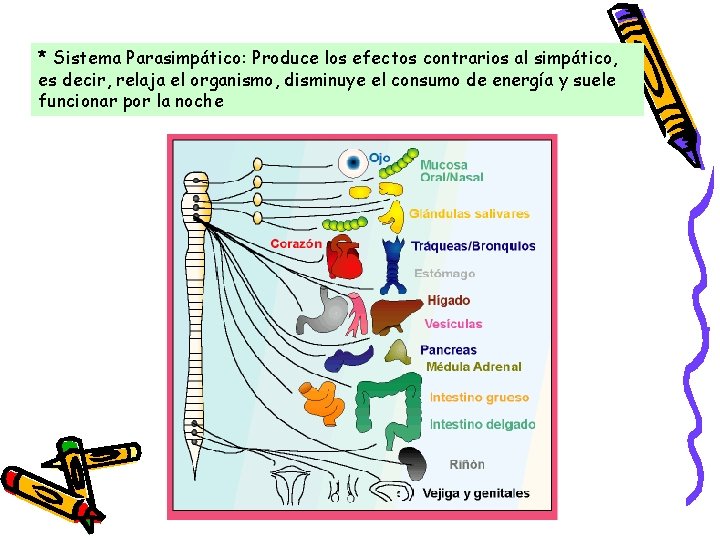 * Sistema Parasimpático: Produce los efectos contrarios al simpático, es decir, relaja el organismo,