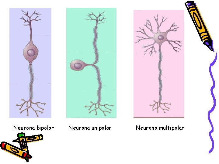 Neurona bipolar Neurona unipolar Neurona multipolar 