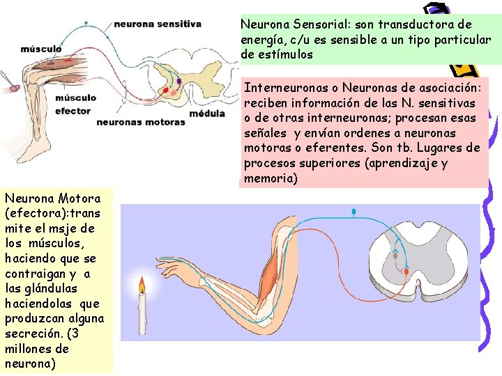 Neurona Sensorial: son transductora de energía, c/u es sensible a un tipo particular de