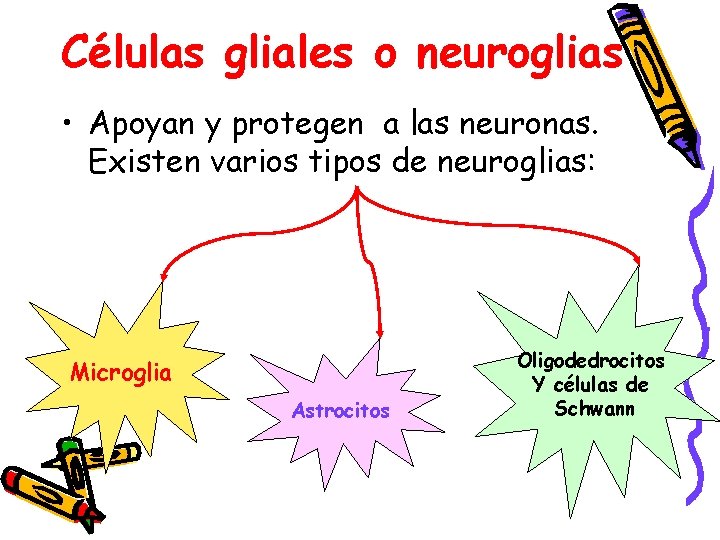 Células gliales o neuroglias • Apoyan y protegen a las neuronas. Existen varios tipos