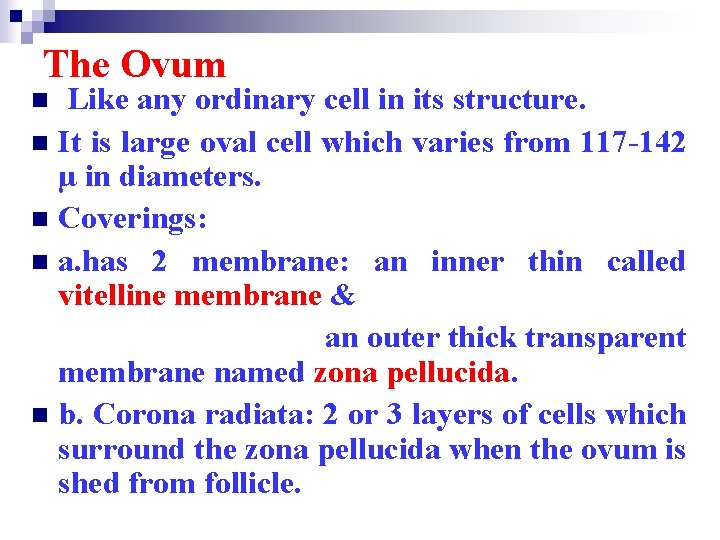 The Ovum Like any ordinary cell in its structure. n It is large oval