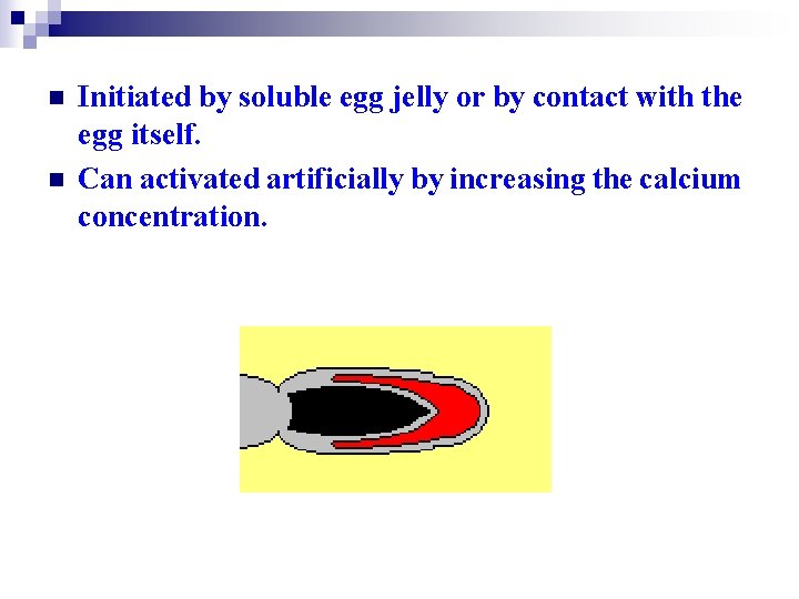 n n Initiated by soluble egg jelly or by contact with the egg itself.