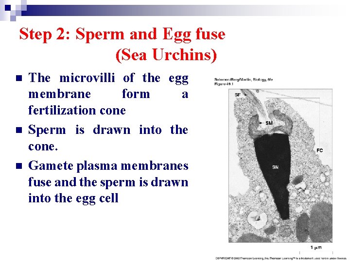 Step 2: Sperm and Egg fuse (Sea Urchins) n n n The microvilli of