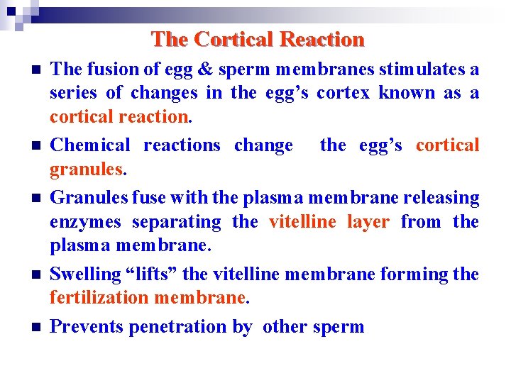 The Cortical Reaction n n The fusion of egg & sperm membranes stimulates a