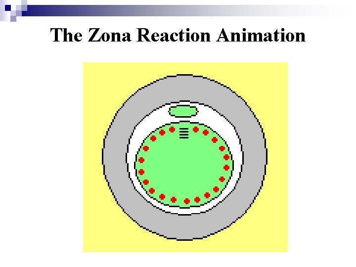 The Zona Reaction Animation 