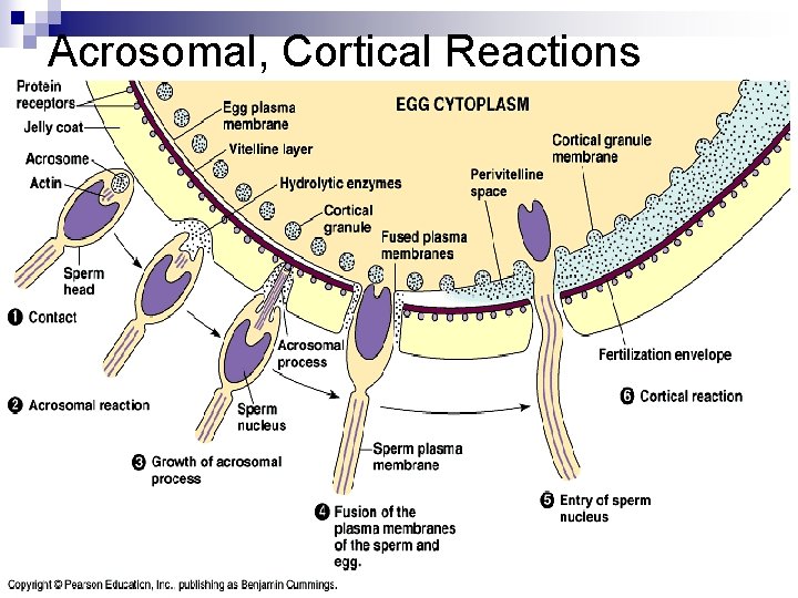Acrosomal, Cortical Reactions 