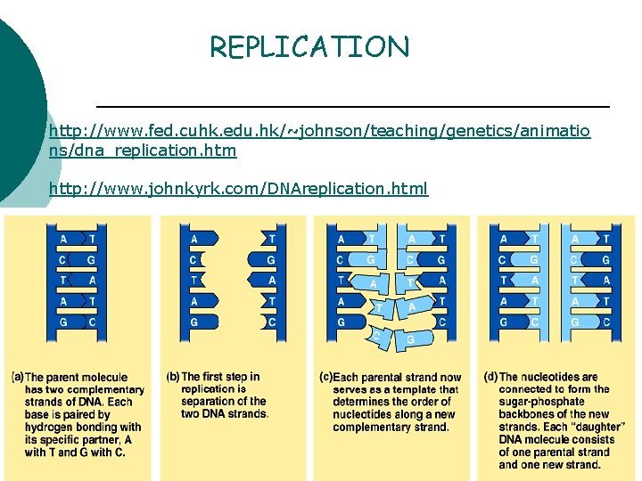 REPLICATION http: //www. fed. cuhk. edu. hk/~johnson/teaching/genetics/animatio ns/dna_replication. htm http: //www. johnkyrk. com/DNAreplication. html
