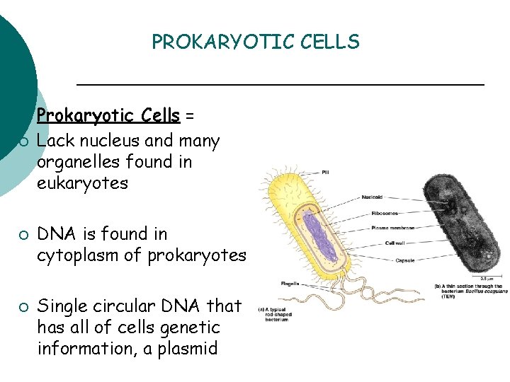 PROKARYOTIC CELLS ¡ ¡ Prokaryotic Cells = Lack nucleus and many organelles found in