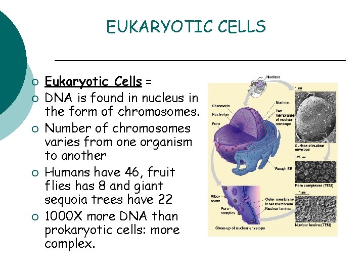 EUKARYOTIC CELLS ¡ ¡ ¡ Eukaryotic Cells = DNA is found in nucleus in