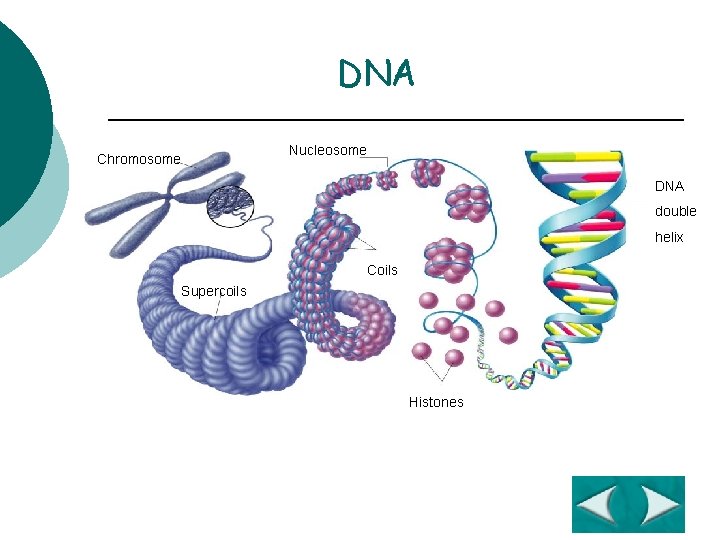 DNA Section 12 -2 Chromosome Nucleosome DNA double helix Coils Supercoils Histones Go to