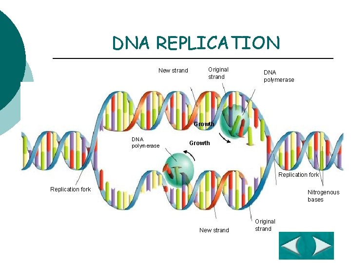 Section 12 -2 DNA REPLICATION New strand Original strand DNA polymerase Growth Replication fork