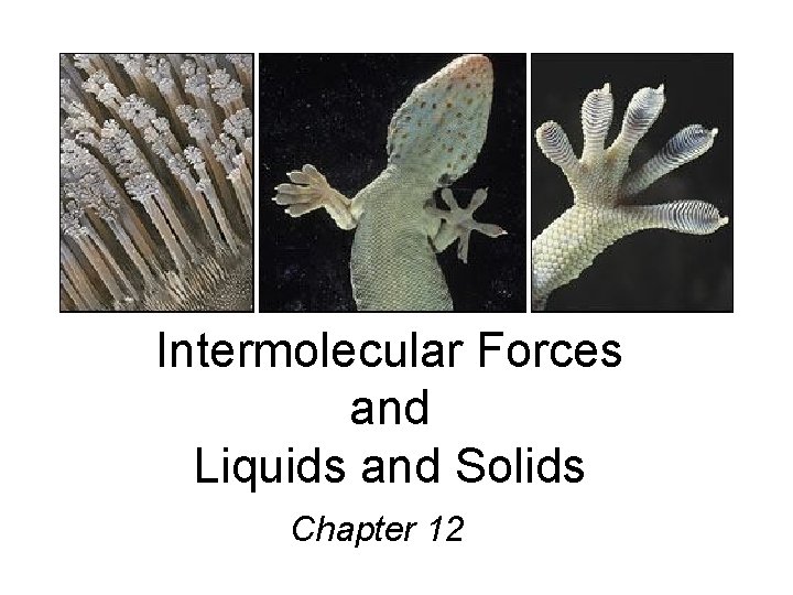 Intermolecular Forces and Liquids and Solids Chapter 12 