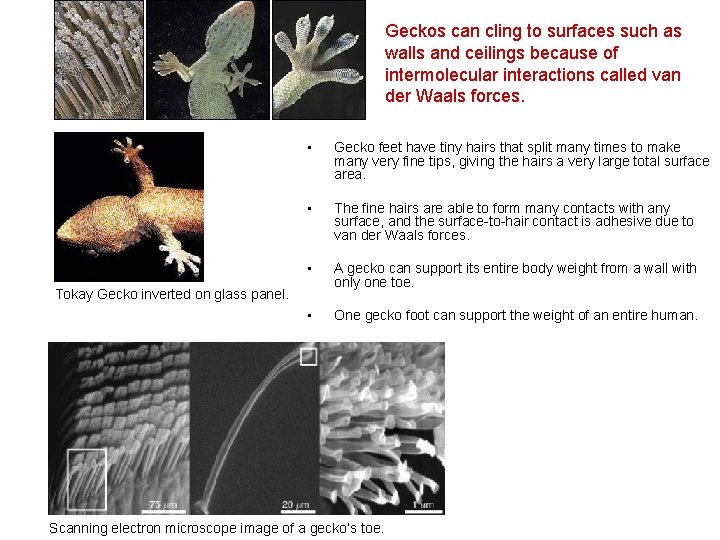 Geckos can cling to surfaces such as walls and ceilings because of intermolecular interactions