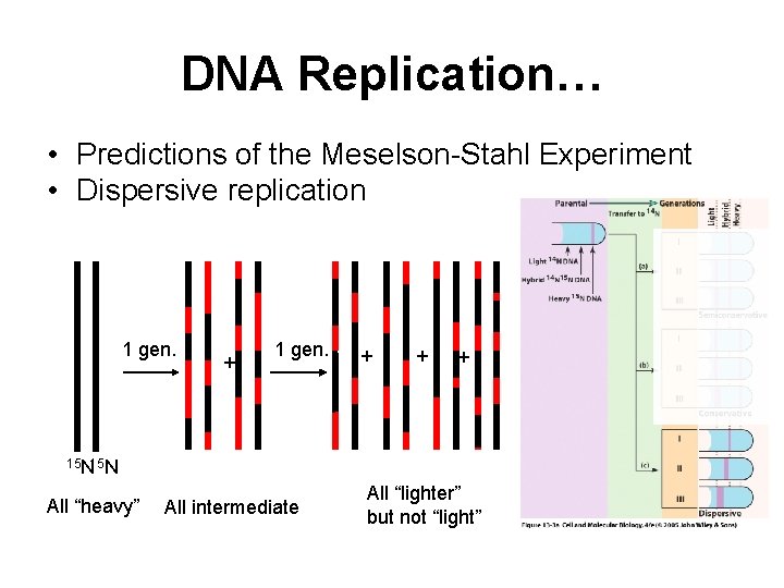 DNA Replication… • Predictions of the Meselson-Stahl Experiment • Dispersive replication 1 gen. +