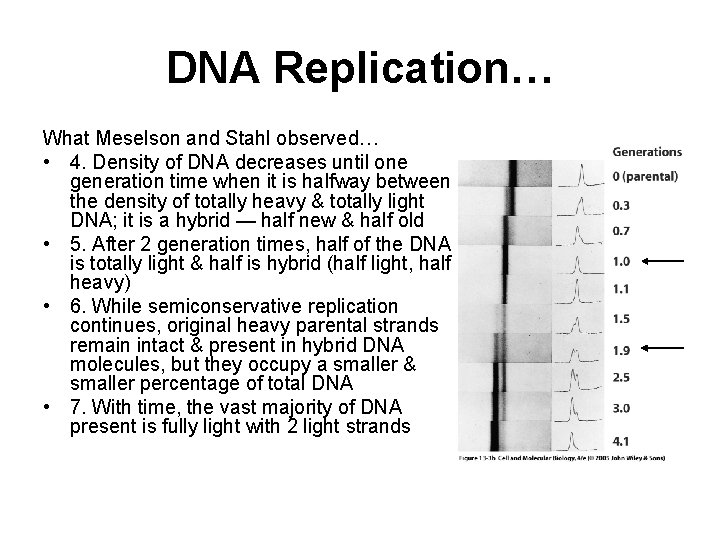 DNA Replication… What Meselson and Stahl observed… • 4. Density of DNA decreases until