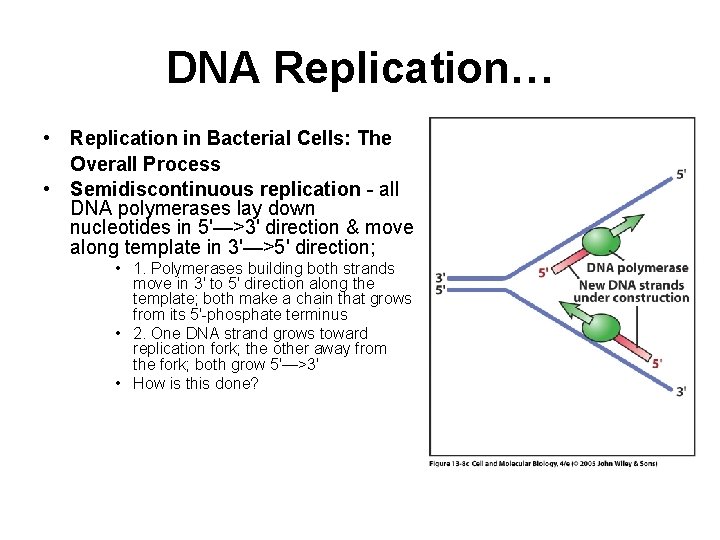 DNA Replication… • Replication in Bacterial Cells: The Overall Process • Semidiscontinuous replication -