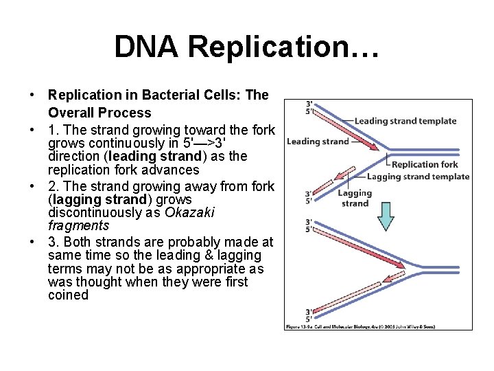 DNA Replication… • Replication in Bacterial Cells: The Overall Process • 1. The strand