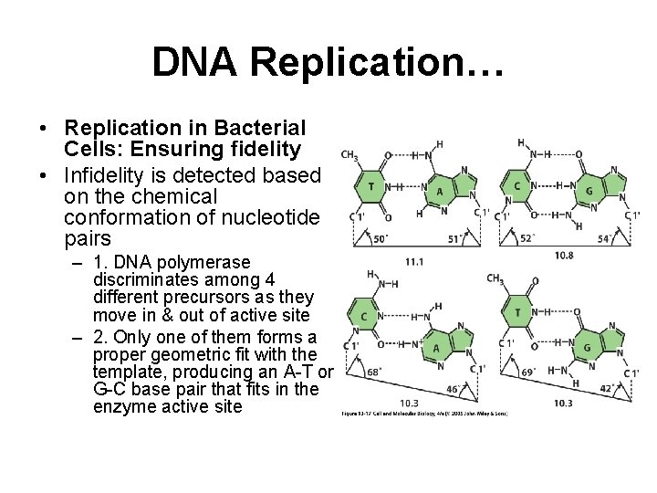 DNA Replication… • Replication in Bacterial Cells: Ensuring fidelity • Infidelity is detected based