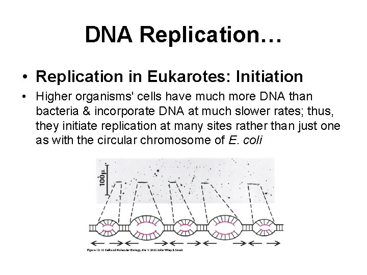 DNA Replication… • Replication in Eukarotes: Initiation • Higher organisms' cells have much more