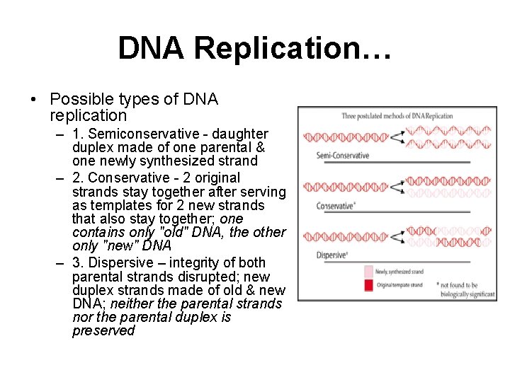 DNA Replication… • Possible types of DNA replication – 1. Semiconservative - daughter duplex