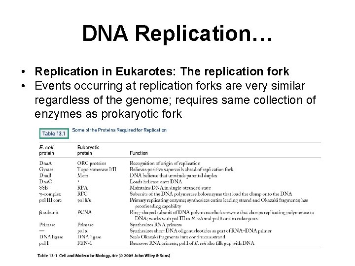DNA Replication… • Replication in Eukarotes: The replication fork • Events occurring at replication