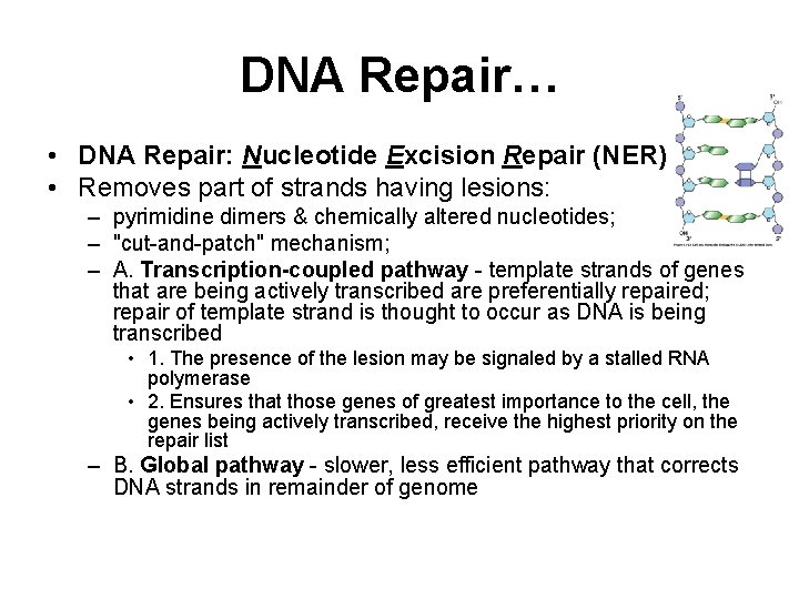DNA Repair… • DNA Repair: Nucleotide Excision Repair (NER) • Removes part of strands