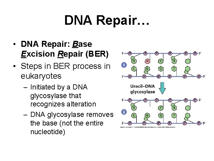 DNA Repair… • DNA Repair: Base Excision Repair (BER) • Steps in BER process