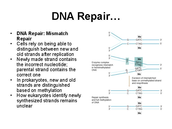 DNA Repair… • DNA Repair: Mismatch Repair • Cells rely on being able to