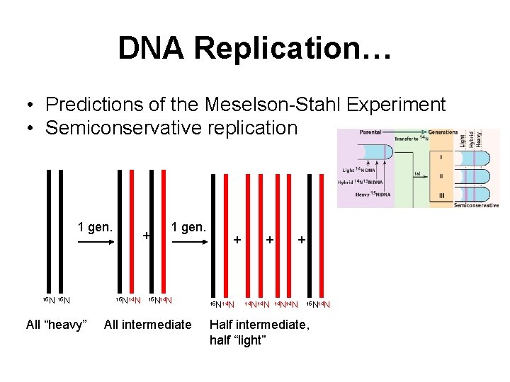 DNA Replication… • Predictions of the Meselson-Stahl Experiment • Semiconservative replication 1 gen. 15