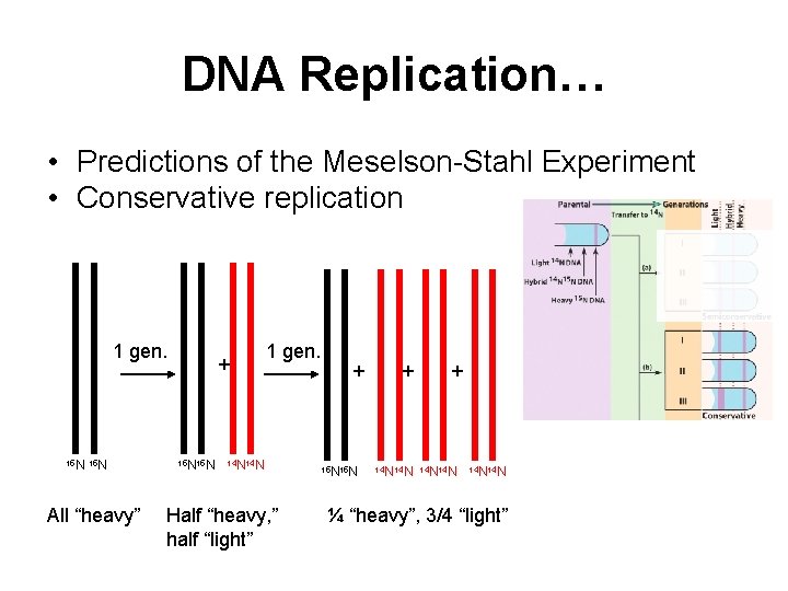DNA Replication… • Predictions of the Meselson-Stahl Experiment • Conservative replication 1 gen. 15