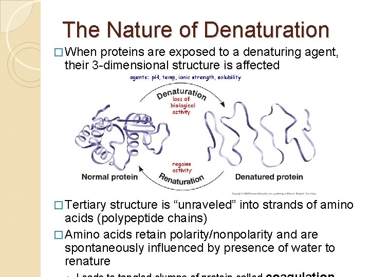 The Nature of Denaturation � When proteins are exposed to a denaturing agent, their